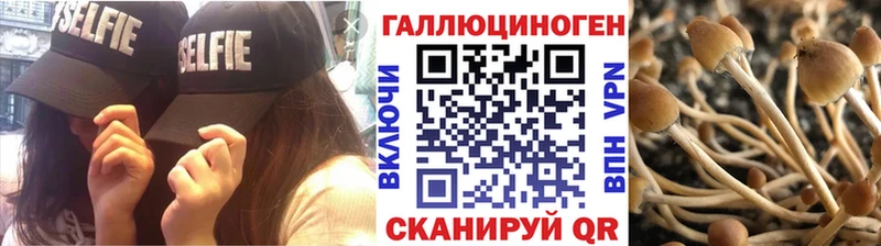закладки  Сясьстрой  Псилоцибиновые грибы GOLDEN TEACHER 